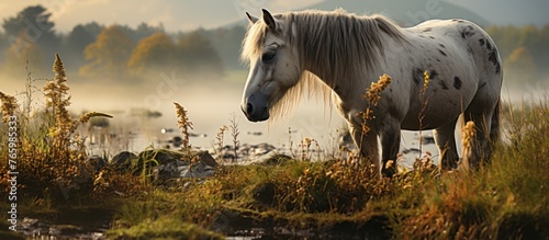 Misty Meadow Equine © WaniArt