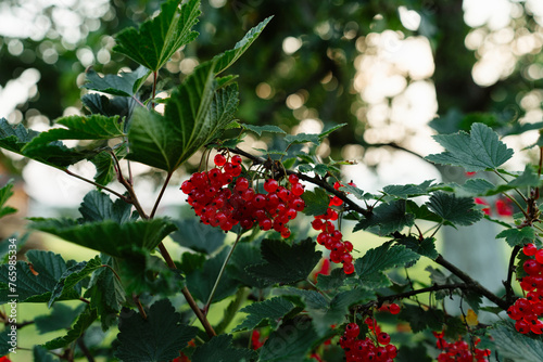 red currant bush