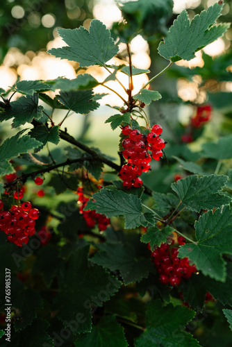 red berries on a bush
