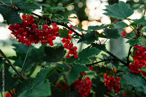 red berries on a bush