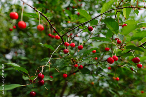 red cherries on a tree