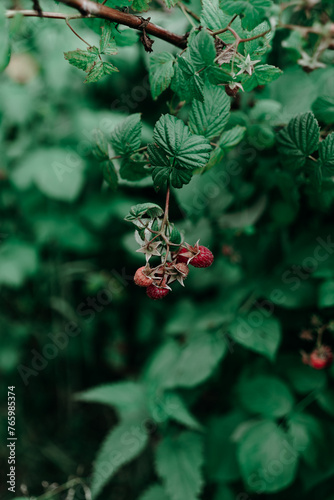 berries on a bush
