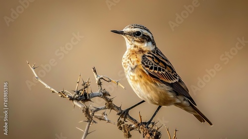 Whinchat perched on branch in natural habitat, wildlife photography
