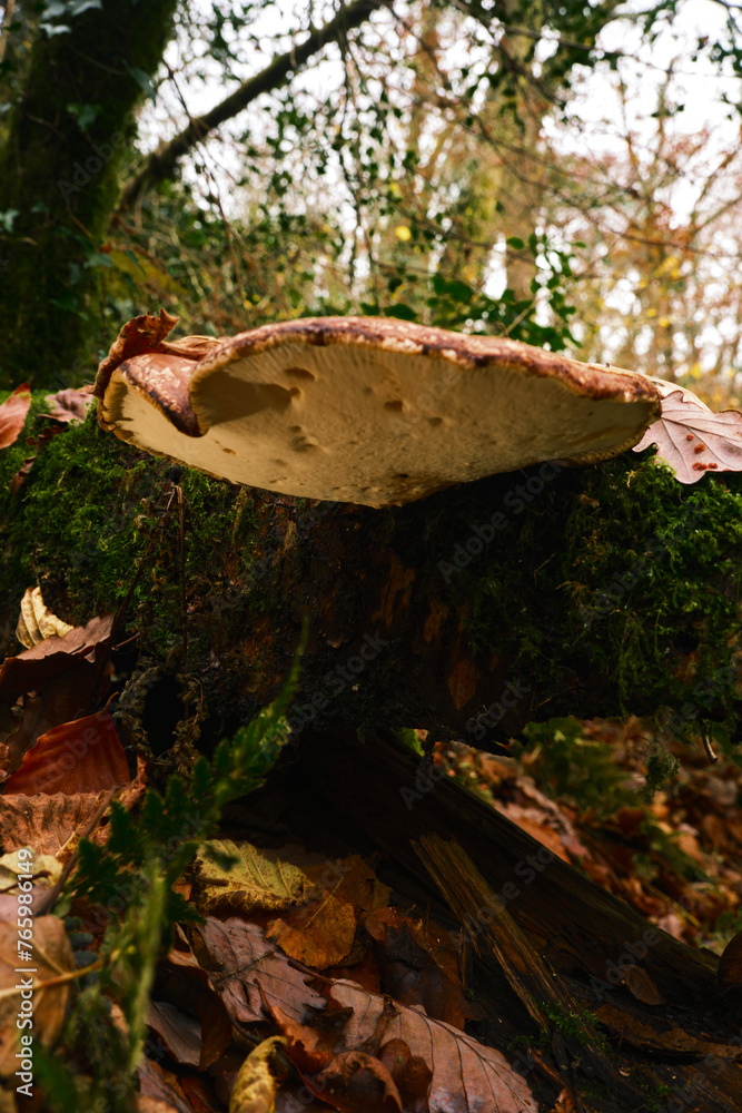 Fototapeta premium Large flat mushroom in the forest