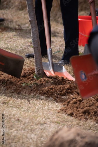 Planting sapling tree in the early spring or autumn time with spade