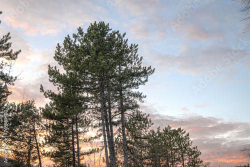 Abendwald