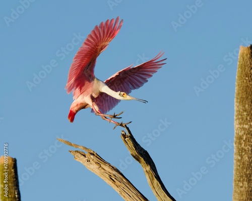 Roseate Spoonbill ready for landing