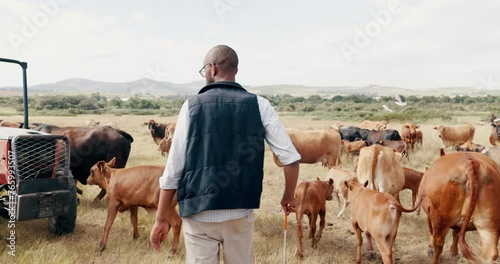 Farming, cattle and black man with field, walking with sustainability and agriculture in countryside. Nature, animals and cow farmer with tractor, small business in food or dairy production from back photo