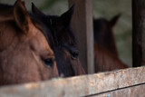 Pferde im Stall schauen müde und traurig