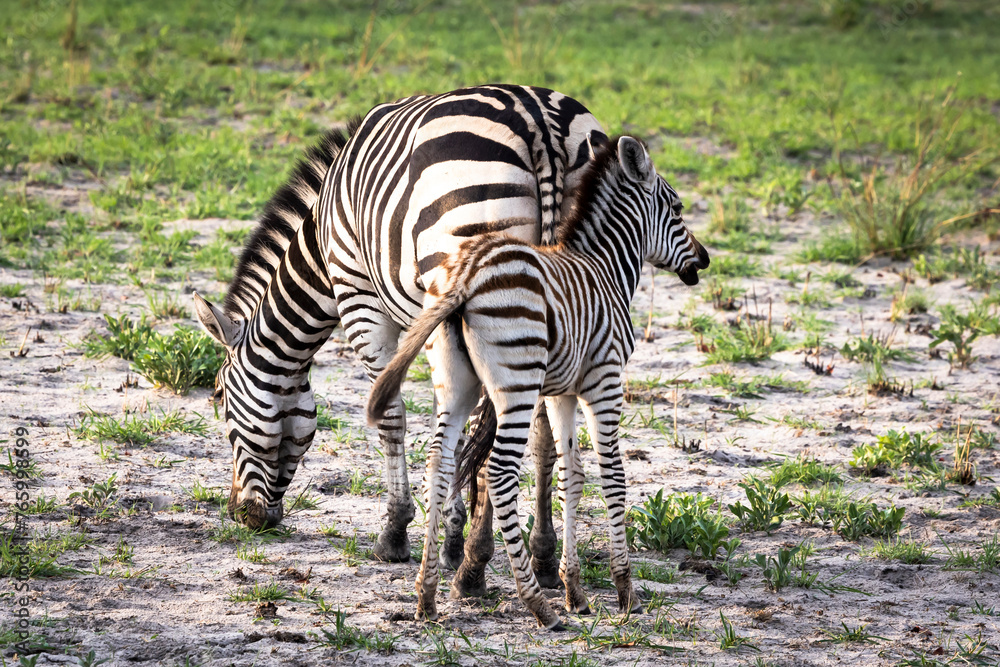Mother zebra and her foal in Botswana, Africa Mother zebra and her foal in Botswana, Africa
