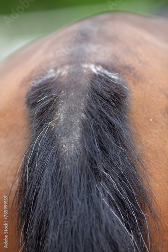 Pferde Schweif mit Ekzem