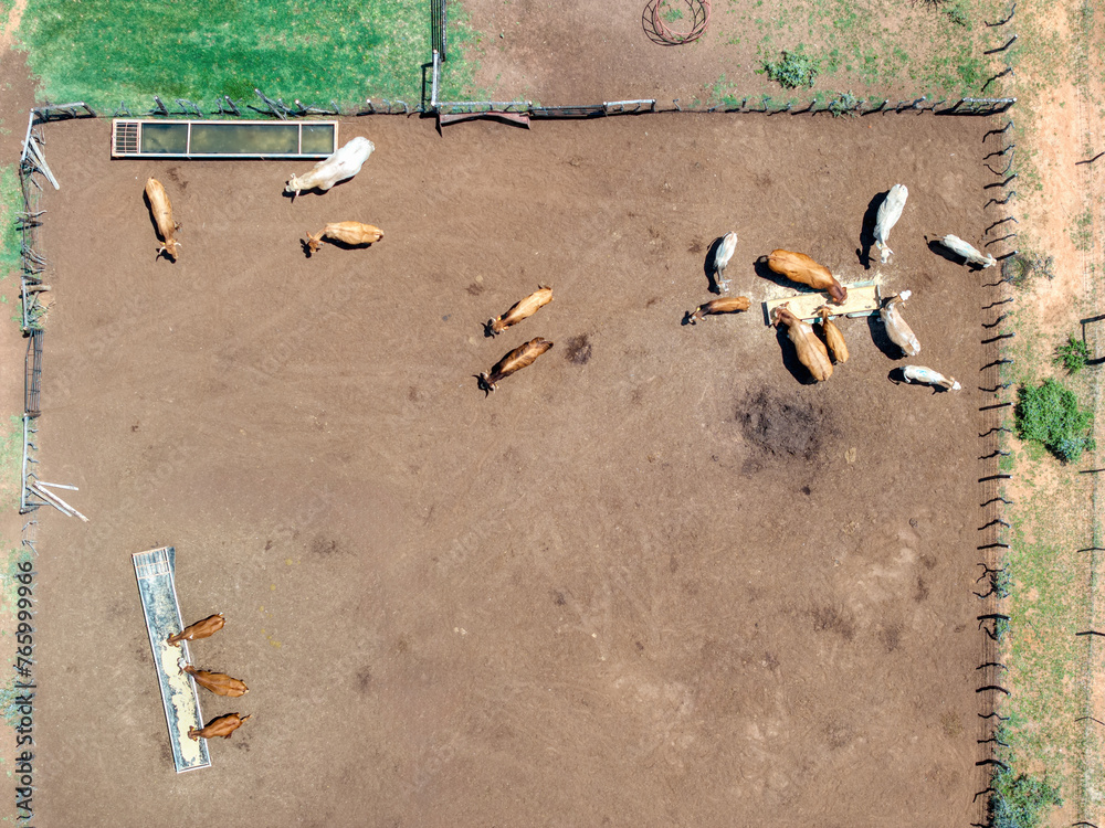 Αυτοκόλλητο aerial of cattle and livestock farm, entrepreneurship small business, african vi