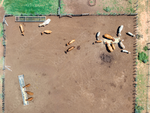 Slika na platnu aerial of cattle and livestock farm, entrepreneurship small business, african vi