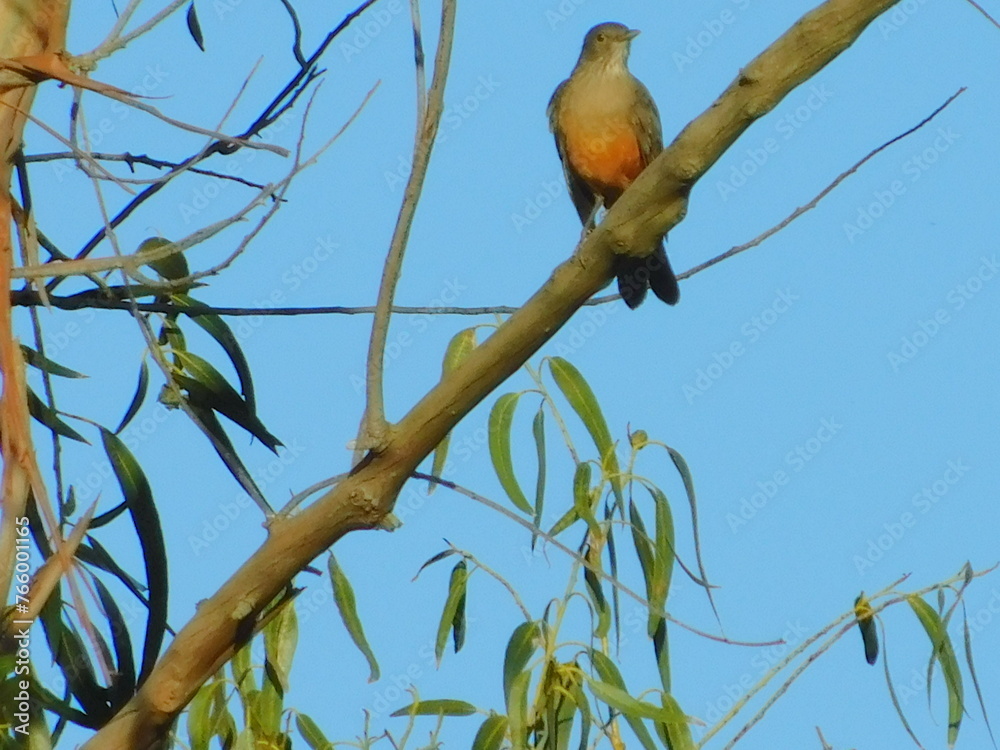 Fototapeta premium bird on a branch