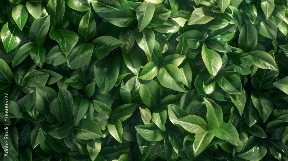 Close up green hedge wall texture with small leaves in garden   eco evergreen background - obrazy, fototapety, plakaty 