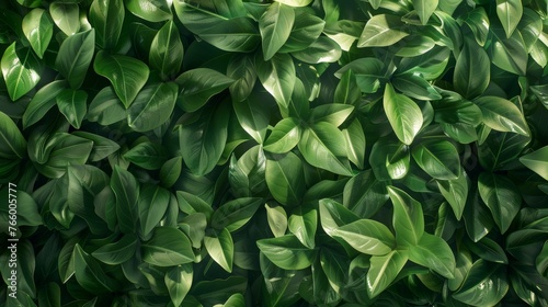 Close up green hedge wall texture with small leaves in garden eco evergreen background