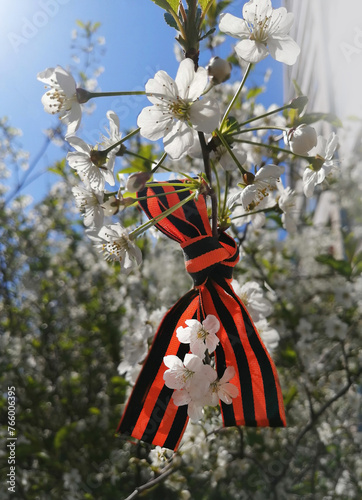 May 9 holiday. George's ribbon and cherry flowers. Traditional symbol of victory day 1945.