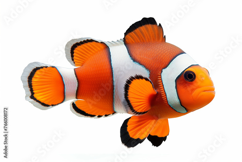 Clown fish in close up isolated on white background