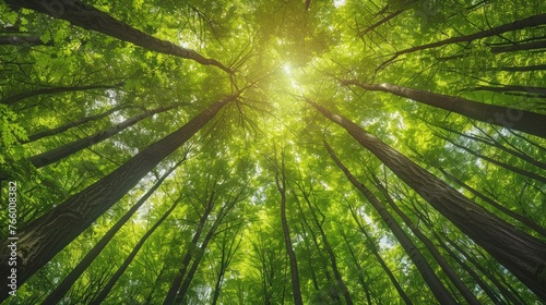 Nature's Canopy: Gazing Up at Verdant Tree Crowns