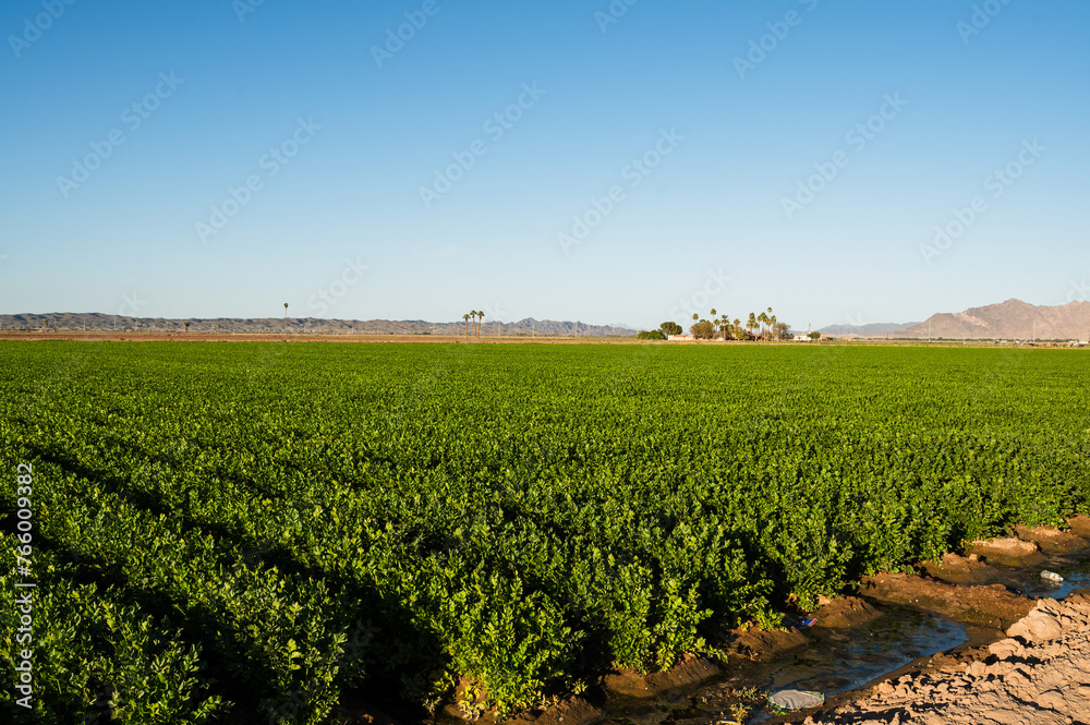 Farm fields outside of Yuma Arizona, USA.
