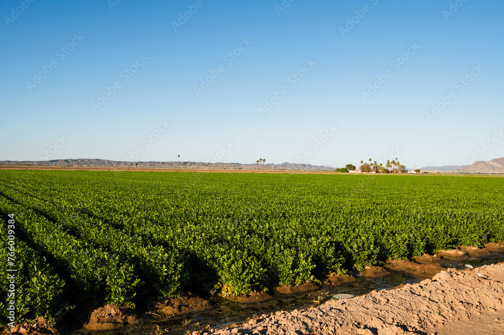 Farm fields outside of Yuma Arizona, USA.