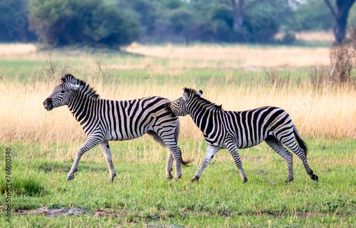 Zebras fighting in the Okavango Delta  Botswana  Africa