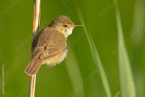 Zaroślówka, trzciniak zaroślowy (Acrocephalus dumetorum) #766010353