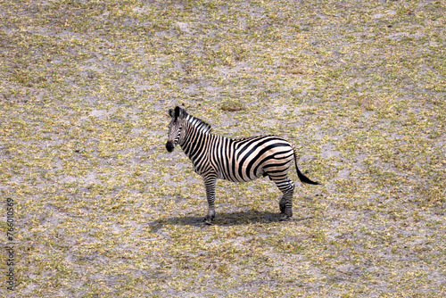 Aerial view of zebra in the Okavango Delta, Africa
