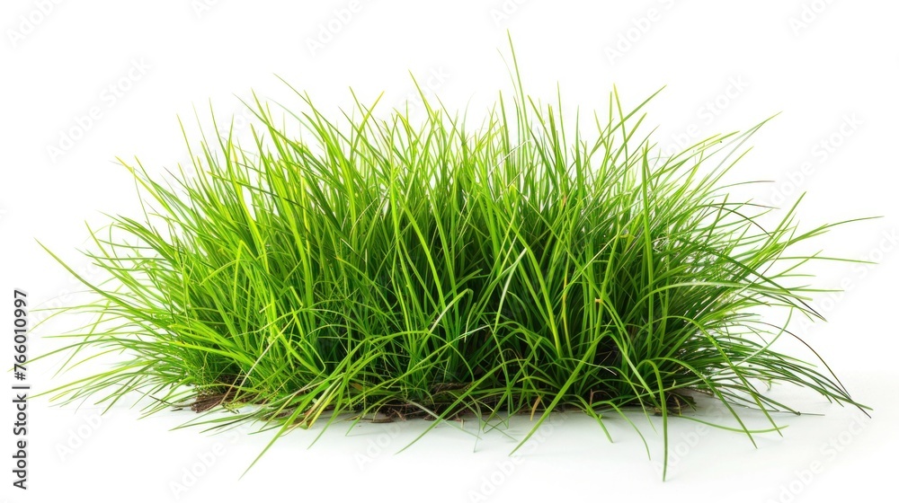 Green Grass on White: Isolated Background for Landscaping, Agriculture, and Nature Themes Green Grass on White: Isolated Background for Landscaping, Agriculture, and Nature Themes
