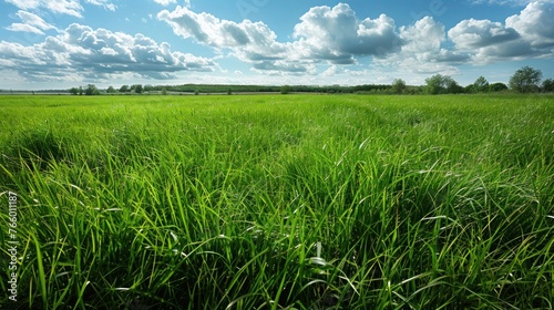 Green Meadow Lawn