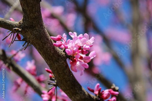 Closeup of redbud tree blossoming in spring