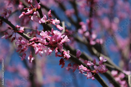 Closeup of redbud tree blossoming in spring