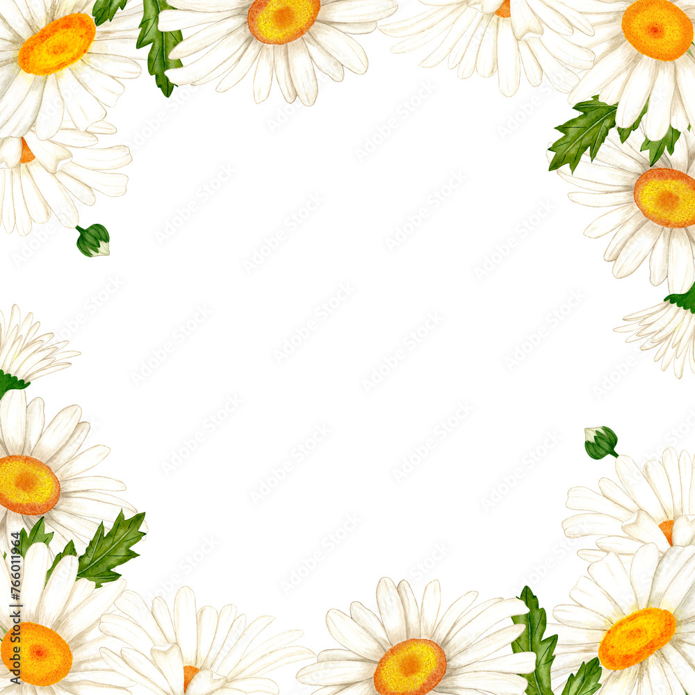Frame banner made of watercolor white flowers and leaves. Hand drawn illustration of chamomile wildflowers for design of spring cards and wedding and birthday invitations.