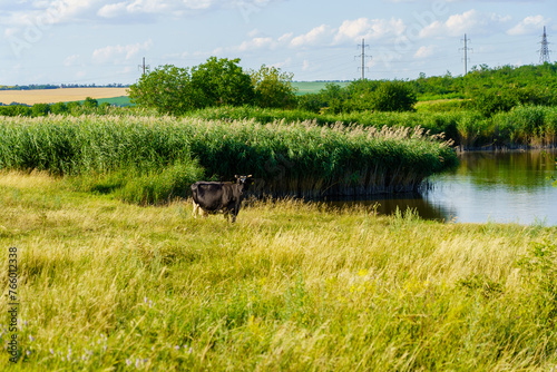 Fototapeta Naklejka Na Ścianę i Meble -  A cow is standing in a field next to a body of water