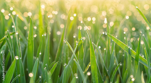 dew drops on green grass in the morning with sunshine . Drops of water on the green leaves.