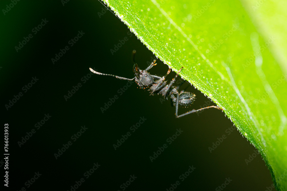 Argentinian ant perched on a green leaf - obrazy, fototapety, plakaty 