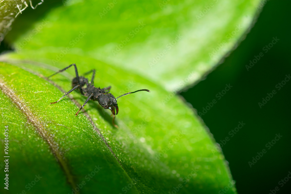 Argentinian ant perched on a green leaf Argentinian ant perched on a green leaf