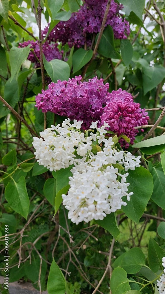 flowers in the garden flowers in the garden