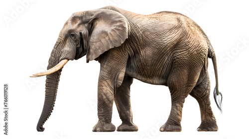 African elephant isolated on a white background as transparent PNG