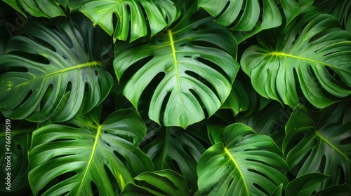 Obraz na płótnie abstract green leaf texture nature background tropical leaf w salonie