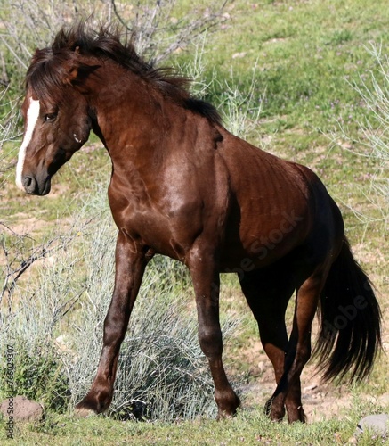 Wild Stallion Coming Up Hill