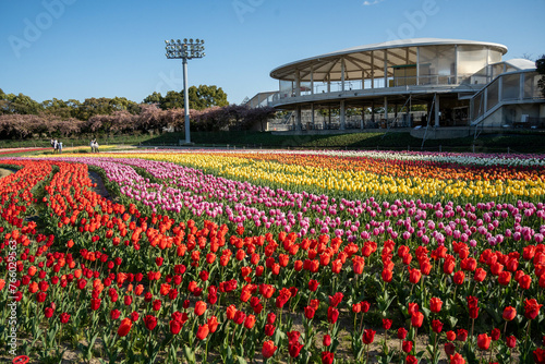 花畑 flower garden