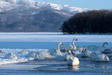 Whooper Swans in Lake Kussharo at dawn in Hokkaido, Japan