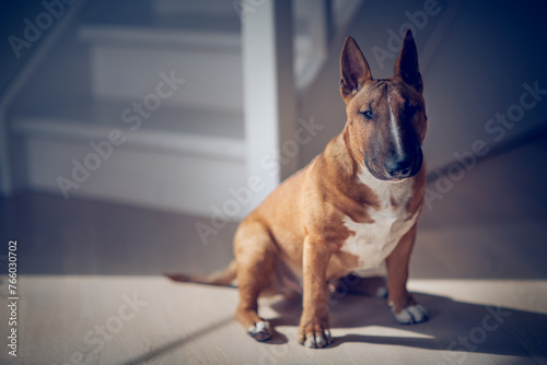 A sitting red bull terrier.