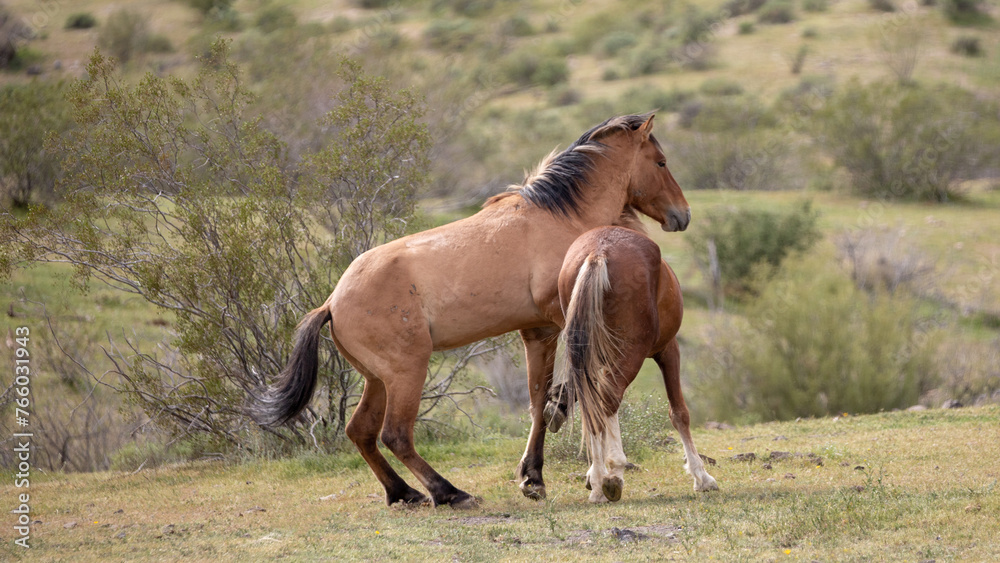 Wild horse stallions fighting in the Salt River wild horse management area near Mesa Arizona United States Wild horse stallions fighting in the Salt River wild horse management area near Mesa Arizona United States