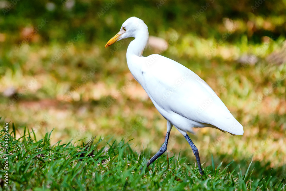 Intermediate Egret Intermediate Egret
