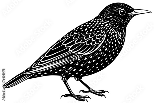 starling silhouette vector illustration