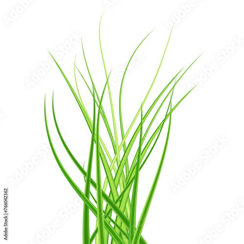 green grass. Grass bushes of different shapes. Hand drawn grass. Green grass, clover, wheat ears .transparent, png.