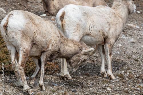 Herd of female bighorn sheep seen in the wild, wilderness area of Banff National Park during spring time.