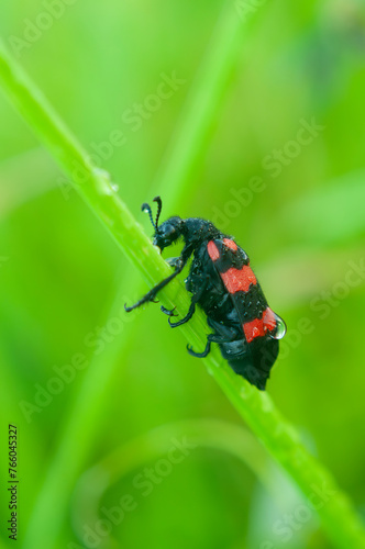 Red Bug or Trichodes apiarius photo